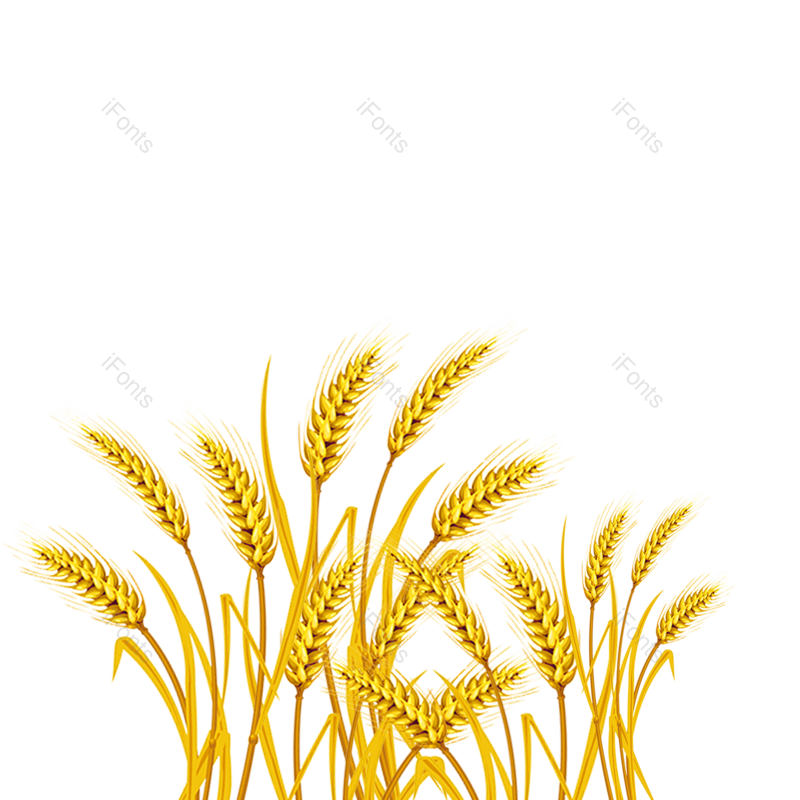 秋天图片,麦子元素,丰收PNG,麦田免抠素材